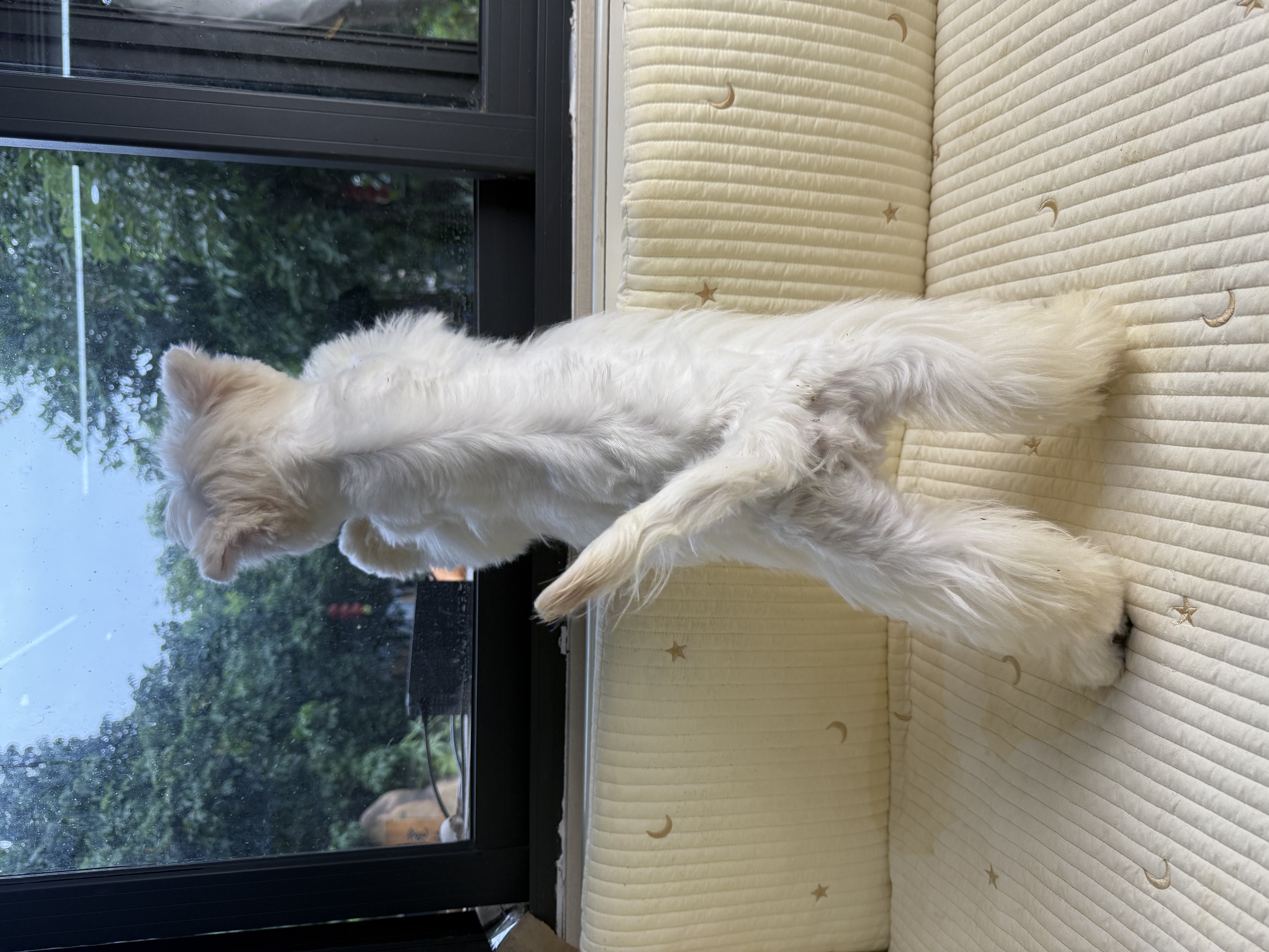 精品 软爆毛 五官好 骨架粗 西高地